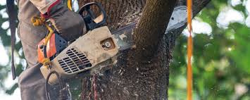 Best Tree Health Inspection  in St Paris, OH