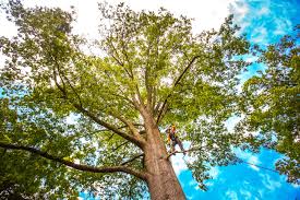 Best Root Management and Removal  in St Paris, OH